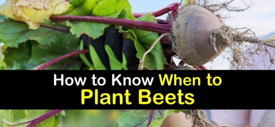 When to plant beets in spring: choose the right time