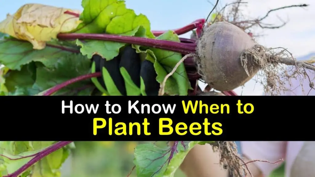 When to plant beets in spring: choose the right time