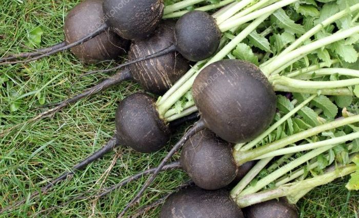 When to Plant Black Radish: Tips and Tricks