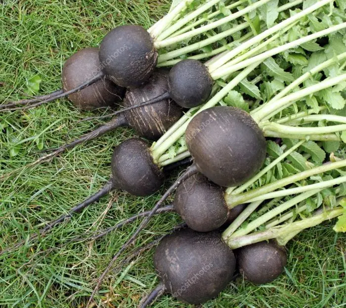 When to Plant Black Radish: Tips and Tricks