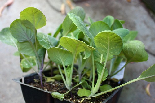 When to plant cabbage for seedlings: the best time