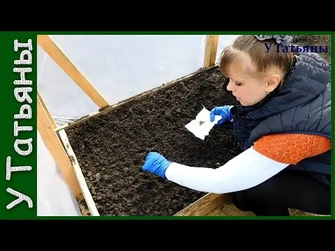 When to plant cabbage for seedlings: the best time