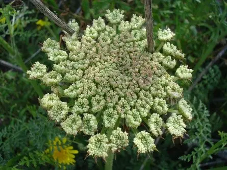 When to plant carrots before winter