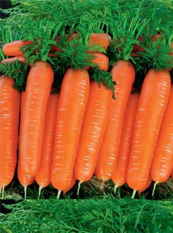 When to plant carrots before winter