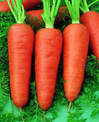 When to plant carrots before winter