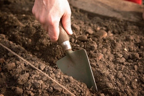 When to plant carrots before winter