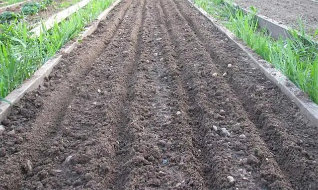 When to plant carrots before winter