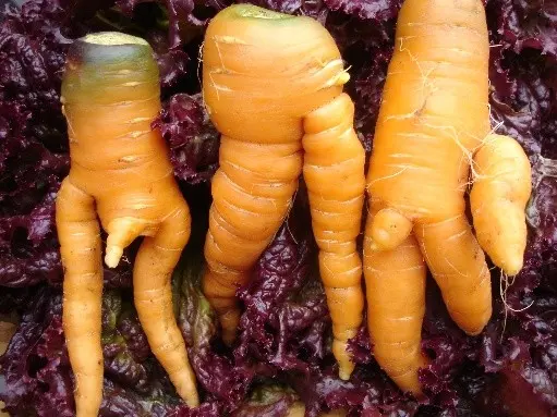 When to plant carrots before winter