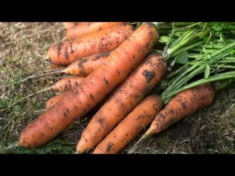 When to plant carrots before winter