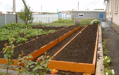 When to plant carrots before winter