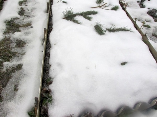 When to plant carrots before winter