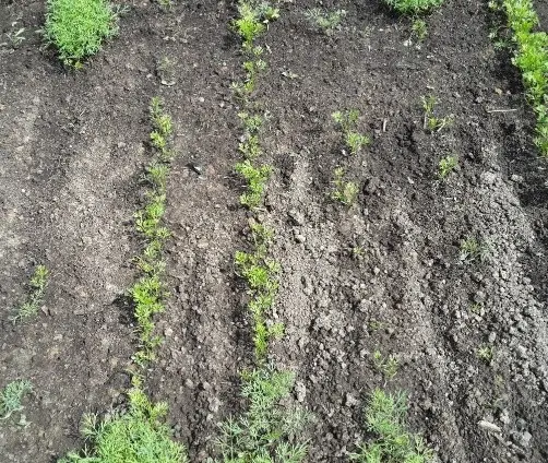 When to plant carrots before winter