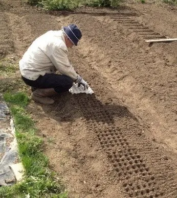 When to plant carrots before winter