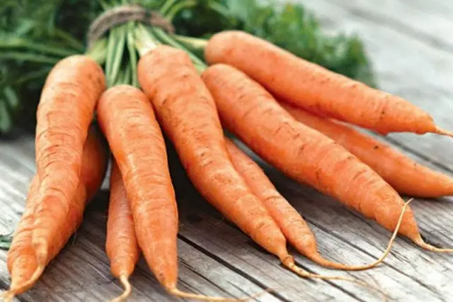 When to plant carrots before winter