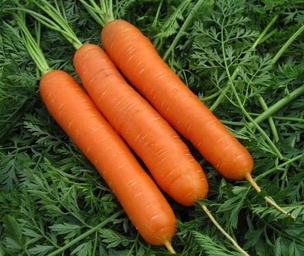 When to plant carrots before winter