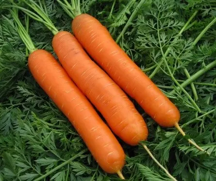 When to plant carrots before winter