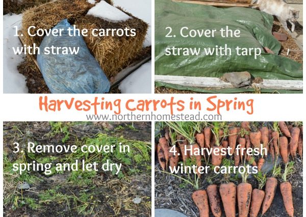 When to plant carrots before winter