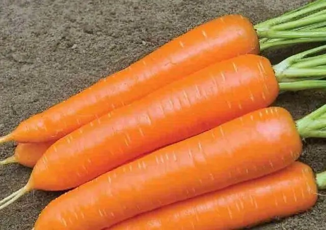 When to plant carrots before winter