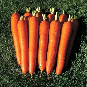 When to plant carrots before winter