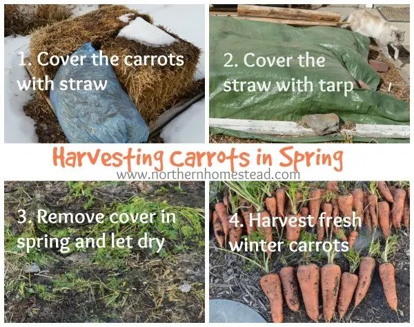 When to plant carrots before winter