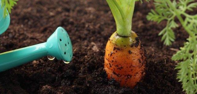 When to plant carrots in Siberia 