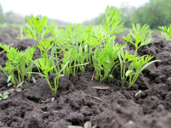 When to plant carrots in Siberia 