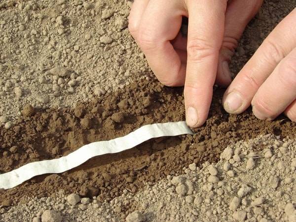 When to plant carrots in Siberia 