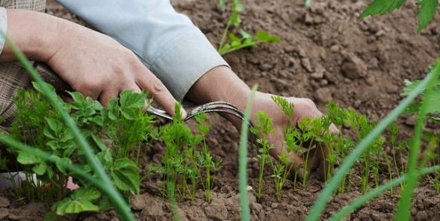 When to plant carrots in Siberia 