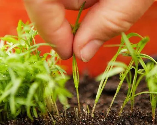 When to plant carrots in the Urals