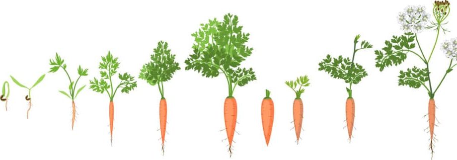 When to plant carrots in the Urals