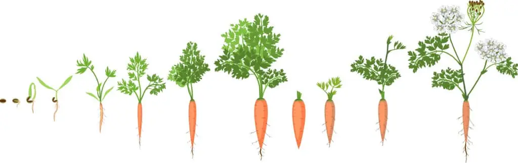 When to plant carrots in the Urals