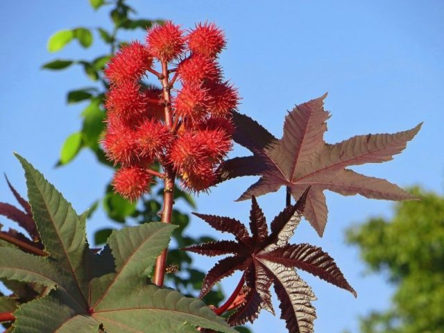 When to plant castor beans for seedlings in 2022