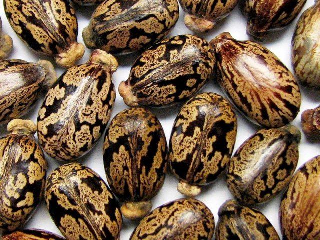 When to plant castor beans for seedlings in 2022