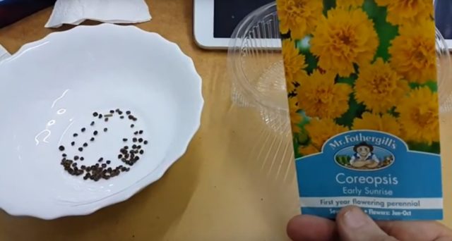 When to plant coreopsis seeds for seedlings: care, photo