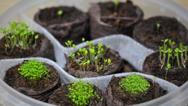 When to plant coreopsis seeds for seedlings: care, photo