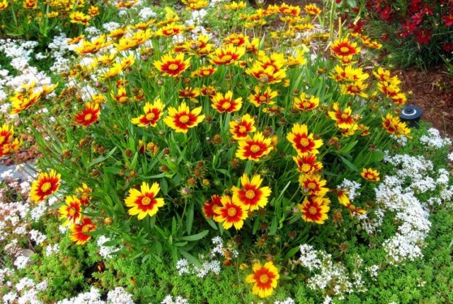 When to plant coreopsis seeds for seedlings: care, photo