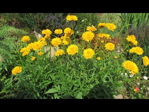 When to plant coreopsis seeds for seedlings: care, photo