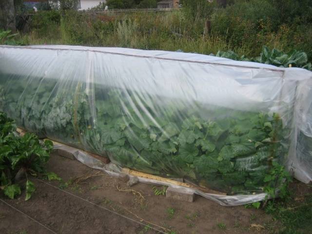 When to plant cucumbers for seedlings in 2022