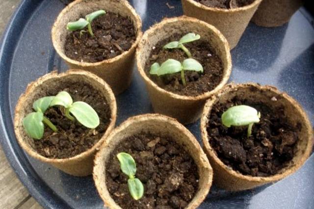 When to plant cucumbers for seedlings in 2022