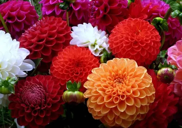 When to plant dahlias for seedlings 