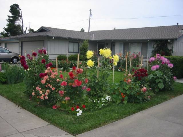 When to plant dahlias outdoors