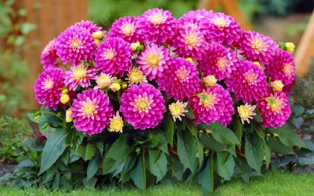 When to plant dahlias outdoors