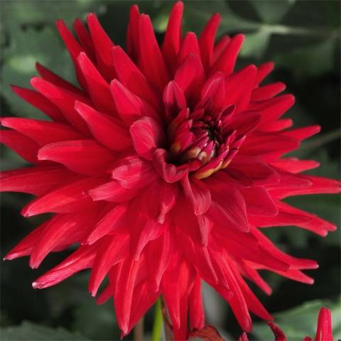 When to plant dahlias outdoors