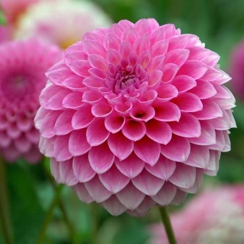 When to plant dahlias outdoors