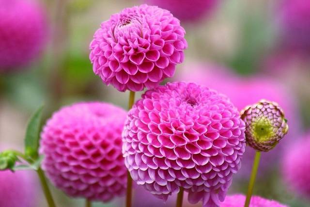 When to plant dahlias outdoors