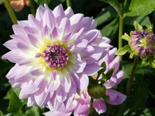 When to plant dahlias outdoors