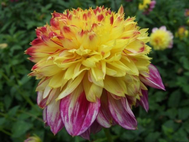 When to plant dahlias outdoors