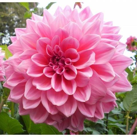 When to plant dahlias outdoors