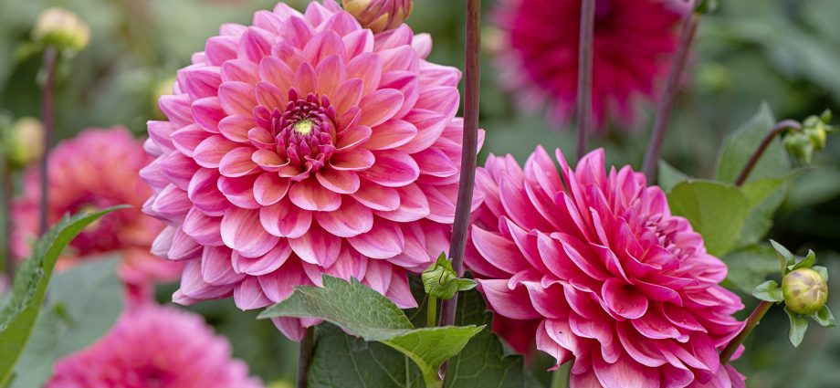 When to plant dahlias outdoors