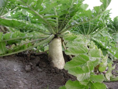 When to Plant Daikon: Top Expert Advice